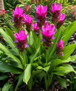 Curcuma Siam Skyline Live Plant 4-6 Inch Tall - Tropical Flowering Ginger - Image 6