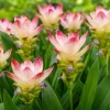 Curcuma Siam Solar Live Plant 4-6 Inch Tall - Tropical Flowering Ginger - Image 1