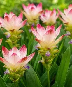 Curcuma Siam Solar Live Plant 4-6 Inch Tall - Tropical Flowering Ginger - Image 1