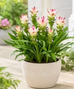 Curcuma Siam Solar Live Plant 4-6 Inch Tall - Tropical Flowering Ginger - Image 2
