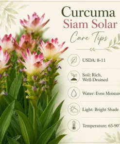 Curcuma Siam Solar Live Plant 4-6 Inch Tall - Tropical Flowering Ginger - Image 3