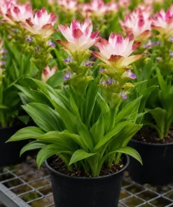 Curcuma Siam Solar Live Plant 4-6 Inch Tall - Tropical Flowering Ginger - Image 4