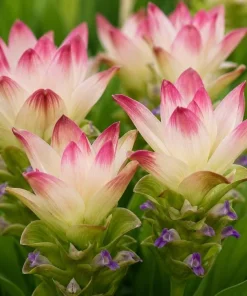 Curcuma Siam Solar Live Plant 4-6 Inch Tall - Tropical Flowering Ginger - Image 5