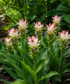 Curcuma Siam Solar Live Plant 4-6 Inch Tall - Tropical Flowering Ginger - Image 6