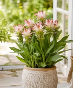Curcuma Siam Solar Live Plant 4-6 Inch Tall - Tropical Flowering Ginger - Image 7