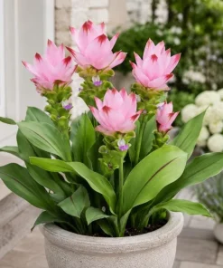 Curcuma Siam Swing Live Plant 4-6 Inch Tall - Tropical Flowering Ginger - Image 2