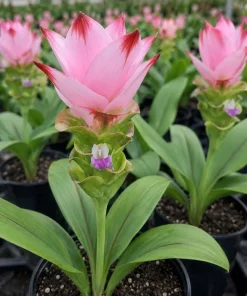 Curcuma Siam Swing Live Plant 4-6 Inch Tall - Tropical Flowering Ginger - Image 3