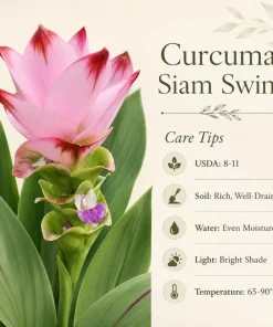 Curcuma Siam Swing Live Plant 4-6 Inch Tall - Tropical Flowering Ginger - Image 4