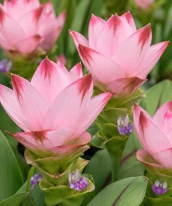 Curcuma Siam Swing Live Plant 4-6 Inch Tall - Tropical Flowering Ginger - Image 5
