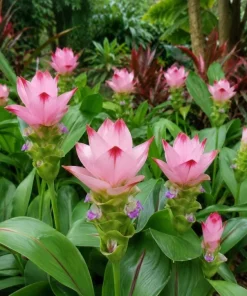 Curcuma Siam Swing Live Plant 4-6 Inch Tall - Tropical Flowering Ginger - Image 6