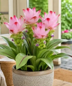 Curcuma Siam Swing Live Plant 4-6 Inch Tall - Tropical Flowering Ginger - Image 7