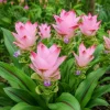 Curcuma Siam Swing Live Plant 4-6 Inch Tall - Tropical Flowering Ginger - Image 1