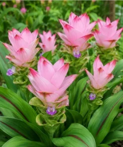 Curcuma Siam Swing Live Plant 4-6 Inch Tall - Tropical Flowering Ginger - Image 1