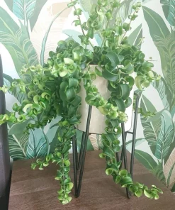 Curly Lipstick Plant Live - Aeschynanthus radicans 'Curly' Hanging Houseplant - Image 1