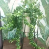Curly Lipstick Plant Live Plant - Aeschynanthus radicans 'Curly' Houseplant - Image 1