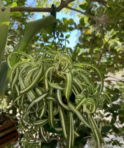Curly Spider Plant - Image 2
