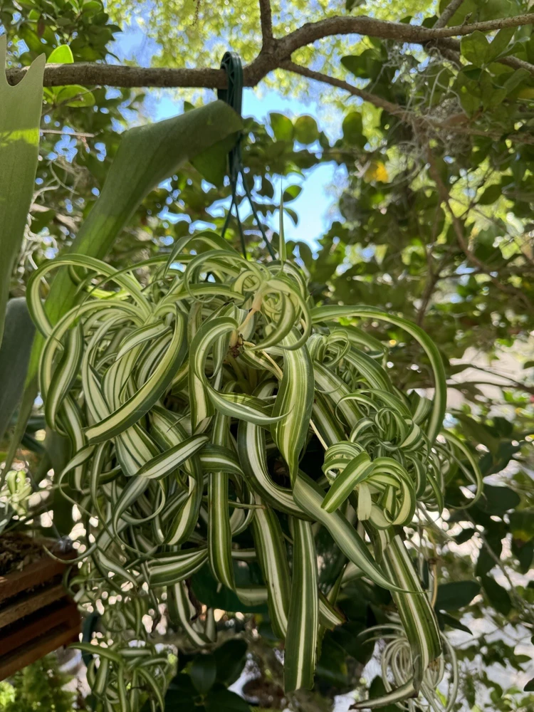Curly Spider Plant - Image 2