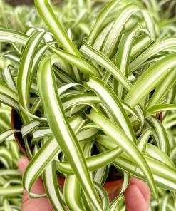 Curly Spider Plant Bonnie - Live Indoor Plant - 4 inch Pot - Chlorophytum Comosum - Image 2