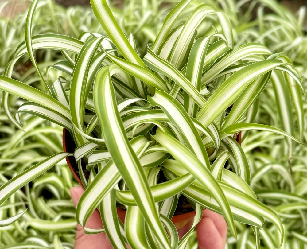 Curly Spider Plant Bonnie - Live Indoor Plant - 4 inch Pot - Chlorophytum Comosum - Image 2