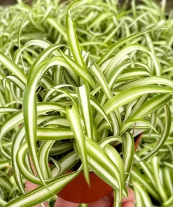 Curly Spider Plant Bonnie - Live Indoor Plant - 4 inch Pot - Chlorophytum Comosum - Image 3