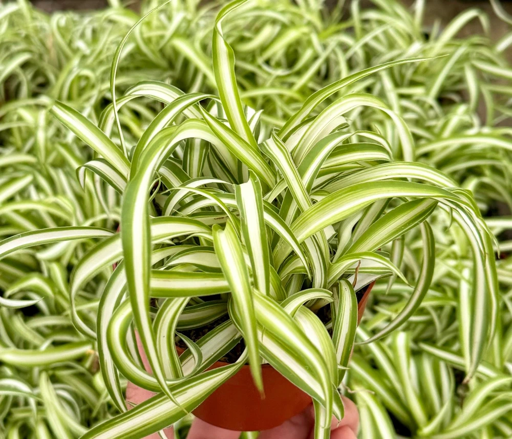 Curly Spider Plant Bonnie - Live Indoor Plant - 4 inch Pot - Chlorophytum Comosum - Image 3