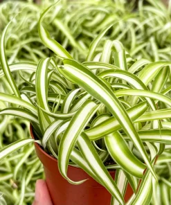 Curly Spider Plant Bonnie - Live Indoor Plant - 4 inch Pot - Chlorophytum Comosum - Image 4