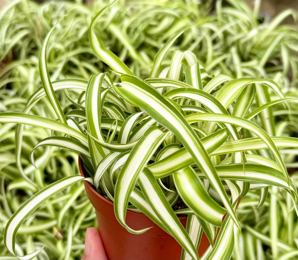 Curly Spider Plant Bonnie - Live Indoor Plant - 4 inch Pot - Chlorophytum Comosum - Image 4