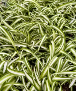 Curly Spider Plant Bonnie - Live Indoor Plant - 4 inch Pot - Chlorophytum Comosum - Image 5