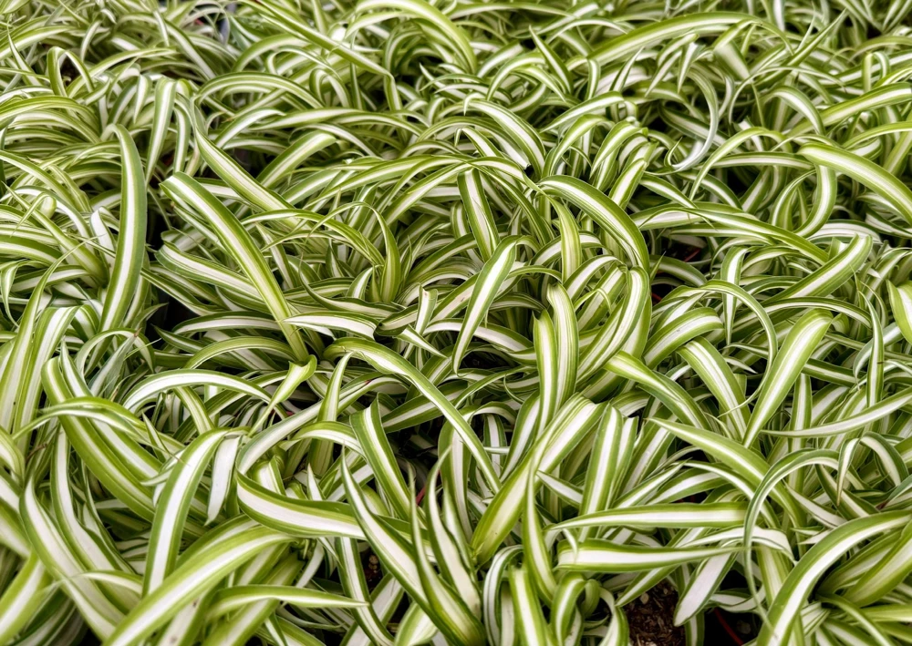 Curly Spider Plant Bonnie - Live Indoor Plant - 4 inch Pot - Chlorophytum Comosum - Image 5