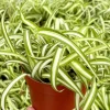 Curly Spider Plant Bonnie - Live Indoor Plant - 4 inch Pot - Chlorophytum Comosum - Image 1