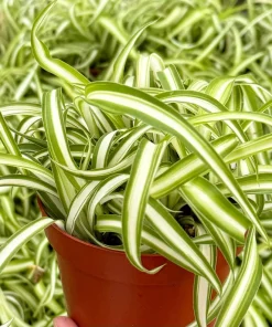 Curly Spider Plant Bonnie - Live Indoor Plant - 4 inch Pot - Chlorophytum Comosum - Image 1