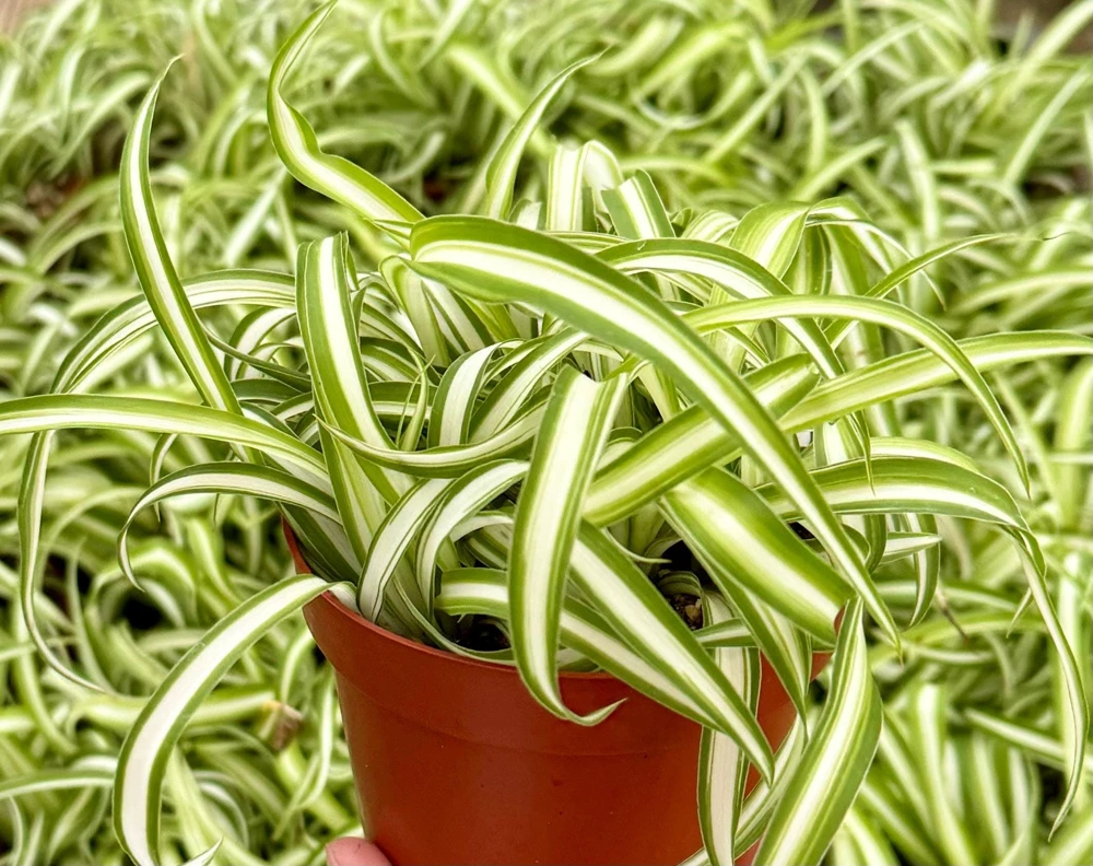 Curly Spider Plant Bonnie - Live Indoor Plant - 4 inch Pot - Chlorophytum Comosum - Image 1