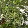 Curly Spider Plant - Image 1