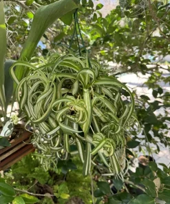 Curly Spider Plant - Image 1