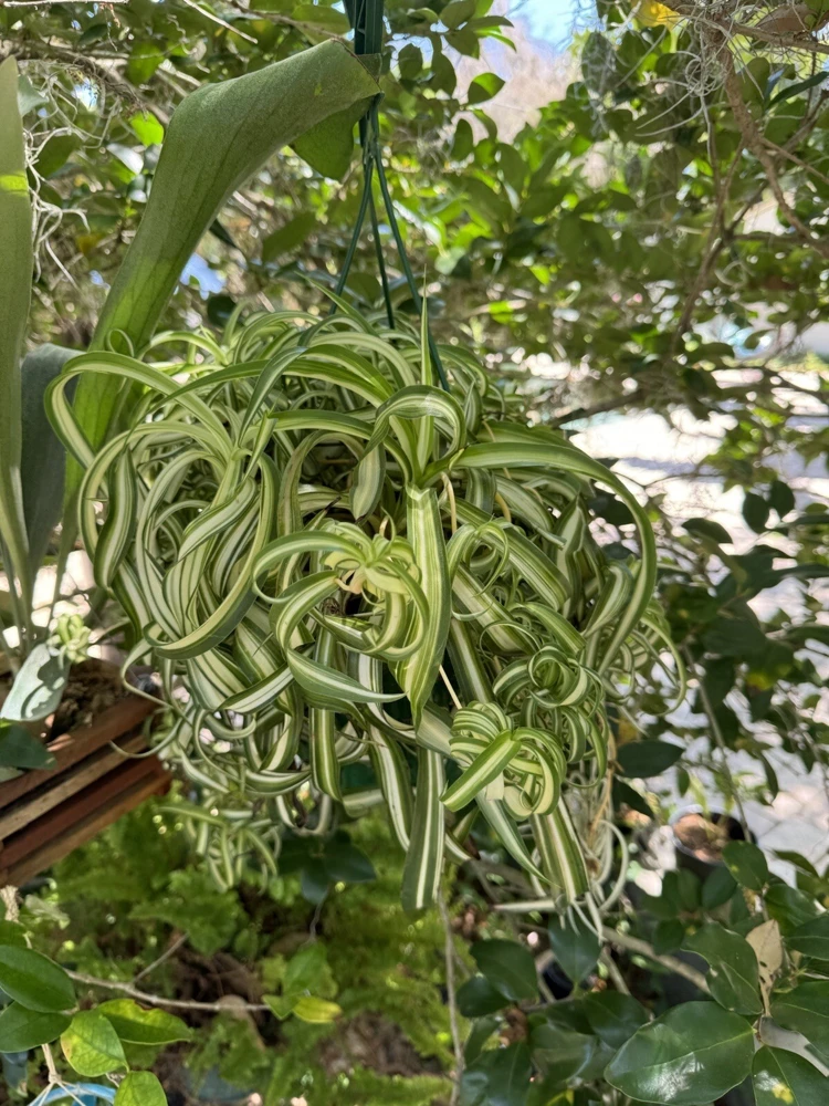 Curly Spider Plant - Image 1