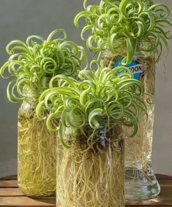 Curly Spider Plant Cutting Live Plant for Water or Soil Propagation - Image 1