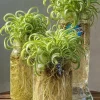 Curly Spider Plant Rooted Cuttings - Chlorophytum comosum for Water or Soil Propagation - Image 1