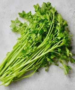 Cutting Celery Seeds - 200 Count | Flavorful Leaf Celery Herb for Culinary Gardens - Image 2