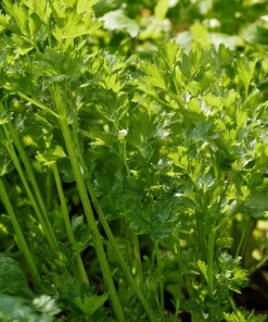 Cutting Celery Seeds - 200 Count | Flavorful Leaf Celery Herb for Culinary Gardens - Image 3
