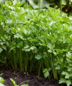 Cutting Celery Seeds - 200 Count | Flavorful Leaf Celery Herb for Culinary Gardens - Image 4