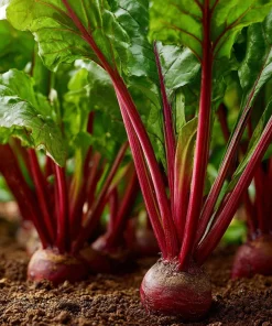 Cylindra Beet Seeds - 150 Heirloom Root Vegetable Seeds for Garden - Image 2