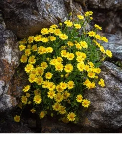 Dahlberg Daisy Seeds – Bright Yellow Blooms – 300 Seeds – Annual Wildflower - Image 2