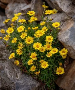 Dahlberg Daisy Seeds – Bright Yellow Blooms – 300 Seeds – Annual Wildflower - Image 3
