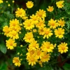 Dahlberg Daisy Seeds – Bright Yellow Blooms – 300 Seeds – Annual Wildflower - Image 1