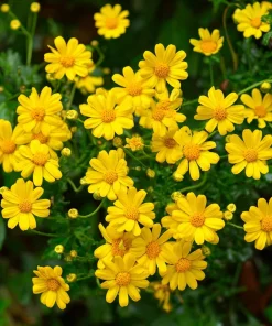 Dahlberg Daisy Seeds – Bright Yellow Blooms – 300 Seeds – Annual Wildflower - Image 1