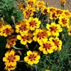 Dainty Marietta French Marigold Seeds - 200 Seed Pack, Compact Bright Blooms, Outdoor - Image 1