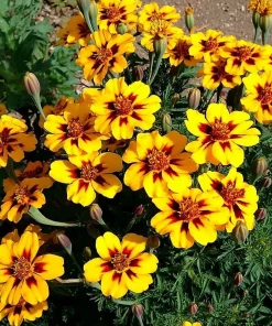 Dainty Marietta French Marigold Seeds - 200 Seed Pack, Compact Bright Blooms, Outdoor - Image 1