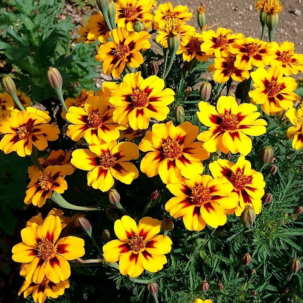 Dainty Marietta French Marigold Seeds - 200 Seed Pack, Compact Bright Blooms, Outdoor - Image 1