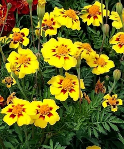 Dainty Marietta French Marigold Seeds - 200 Seed Pack, Compact Bright Blooms, Outdoor - Image 2