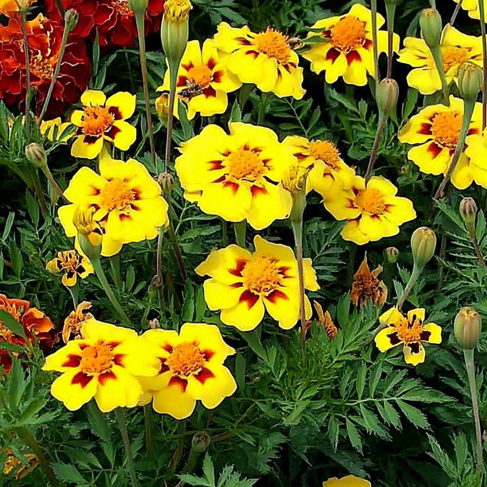 Dainty Marietta French Marigold Seeds - 200 Seed Pack, Compact Bright Blooms, Outdoor - Image 2